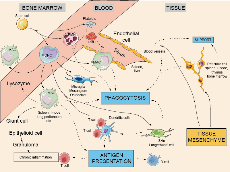 Phagocytic Cells and The Reticuloendothelial System Creative Diagnostics